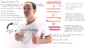 Polymerase Chain Reaction (PCR)