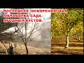 СУПЕР СМЕСЬ МОЧЕВИНА,ЖЕЛЕЗНЫЙ КУПОРОС  И ... СУПЕР СМЕСЬ ДЛЯ ОБРАБОТКИ САДА И ЯГОДНЫХ КУСТОВ ОСЕНЬЮ