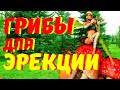 ГРИБЫ ДЛЯ МОЩНОЙ ЭРЕКЦИИ МУЖЧИН. КАК УЛУЧШИТЬ ПОТЕНЦИЮ. БЫСТРО ВОССТАНАВЛИВАЕМ ЭРЕКЦИЮ. ENG SUB