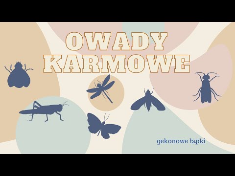 Hodowla owadów karmowych- jak przechowuje swoje owady? Gekon Lamparci