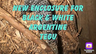 New Enclosure For Black & White Argentine Tegu