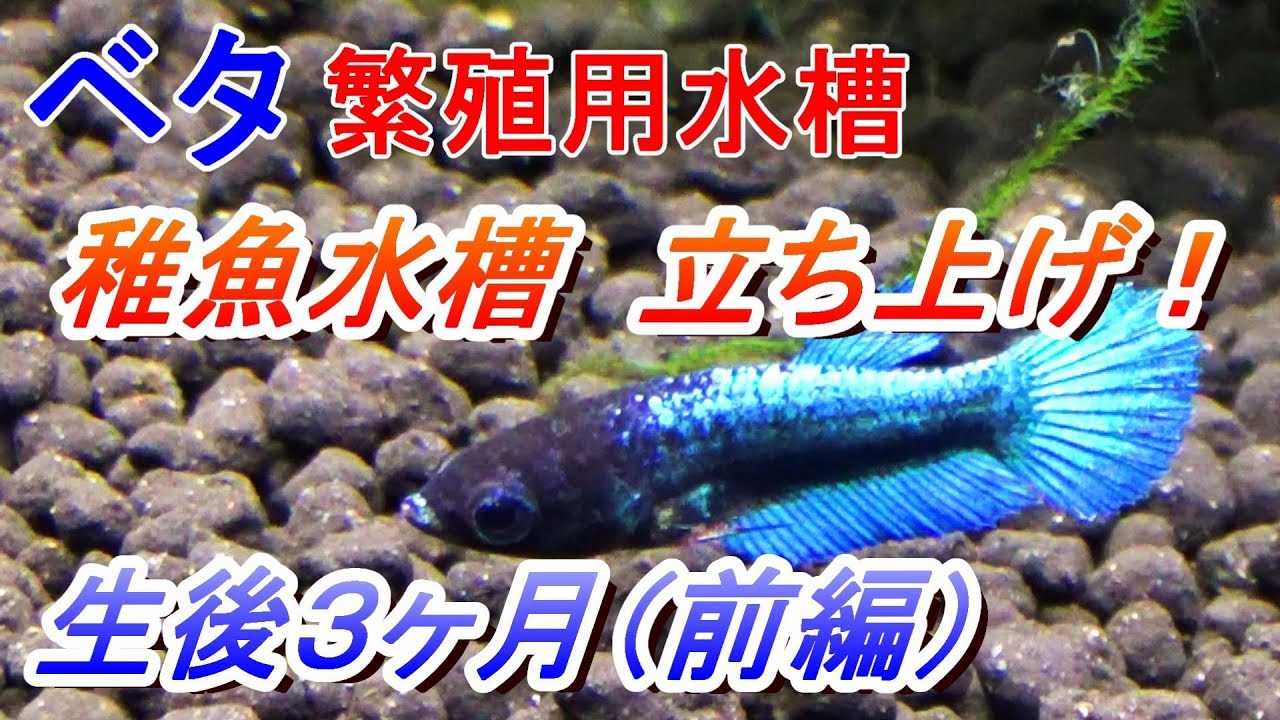 ベタ稚魚 生後3か月（前編） かじられた・・・ ｽｰﾊﾟｰﾃﾞﾙﾀﾃｰﾙ - YouTube