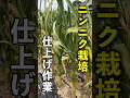 【ニンニク栽培】5月に必ずやるべき収穫前の仕上げ作業 #家庭菜園 #にんにく #shorts