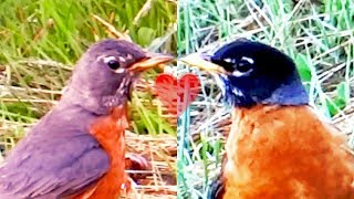 The American Robin Family - Love and Marriage