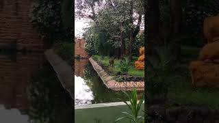 Harimau KBS ( kebun binatang surabaya )