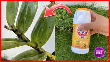 ¿Qué fungicida es mejor para las orquídeas?