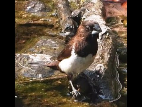 White-rumped Munia - 2 