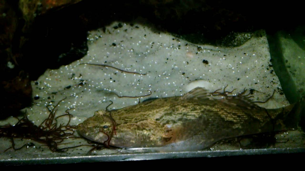 NEW MARBLE GOBY'S FEEDING