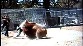 Grizzly Bear Attacks - Violent!
