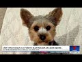 Familia busca a su perrita desaparecida en Logan Square