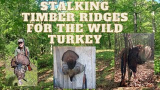 Stalking Timber Ridges For The Wild Turkey
