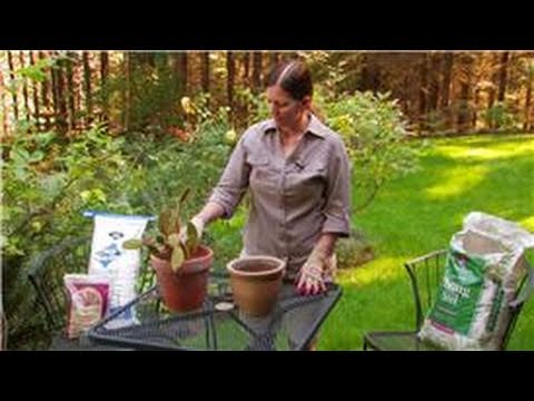 Gardening Preparation Tips : How to Make Potting Soil for Cactus Plants ...