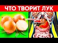 Врачи Уплетают За Обе Щеки! Вот Что Творит Обычный Лук! Реальная Польза и Вред Репчатого Лука