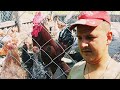 Как живут наши куры несушки и цыплята на даче летом в жару. Яйценоскость не радует.