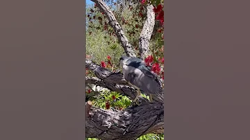 Обыкновенная Кваква или ночная цапля (лат. Nycticorax nycticorax) — птица семейства цаплевых #цапля