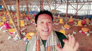 cara agar sekam kandang ayam broiler selalu kering