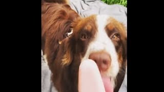 Doggy Having A Healthy Ice-cream Snack