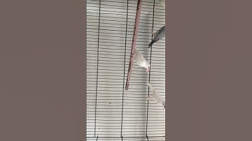 Java Birds Soft Food l White Java l Silver Java l Fawn Java l Java Birds Breeding season 2025