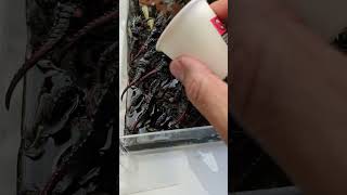 Wh40k Diorama  Epoxy Resin  Tyranids Ambush Sherman Russ  Screwed Up wh40k warhammer diorama