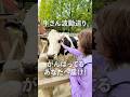 ✨見るだけ最幸運✨波動送り❣️牛さんの癒し🎁いつもがんばってるアナタへ
