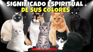 La ESPIRITUALIDAD  de los GATOS y el Significado de sus COLORES