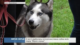 У місті відбулась осіння виставка собак усіх порід У місті відбулась осіння виставка собак усіх порід