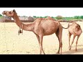 What happened to the baby camel  camel of thar official