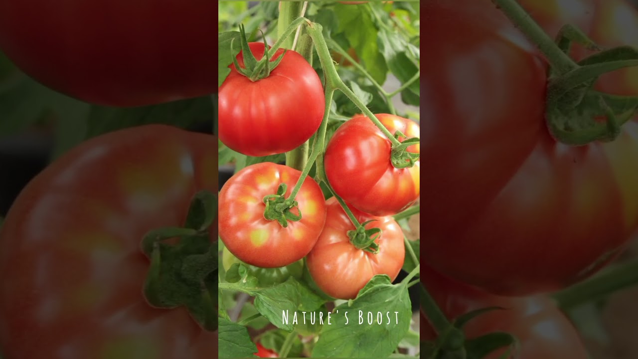 Let's unlock the Amazing Health Benefits of Tomato 🍅