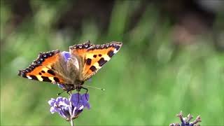Бабочка крапивница на цветке лаванды