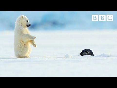 Polar bear cub is surprised by a seal - Snow Bears: Preview - BBC One