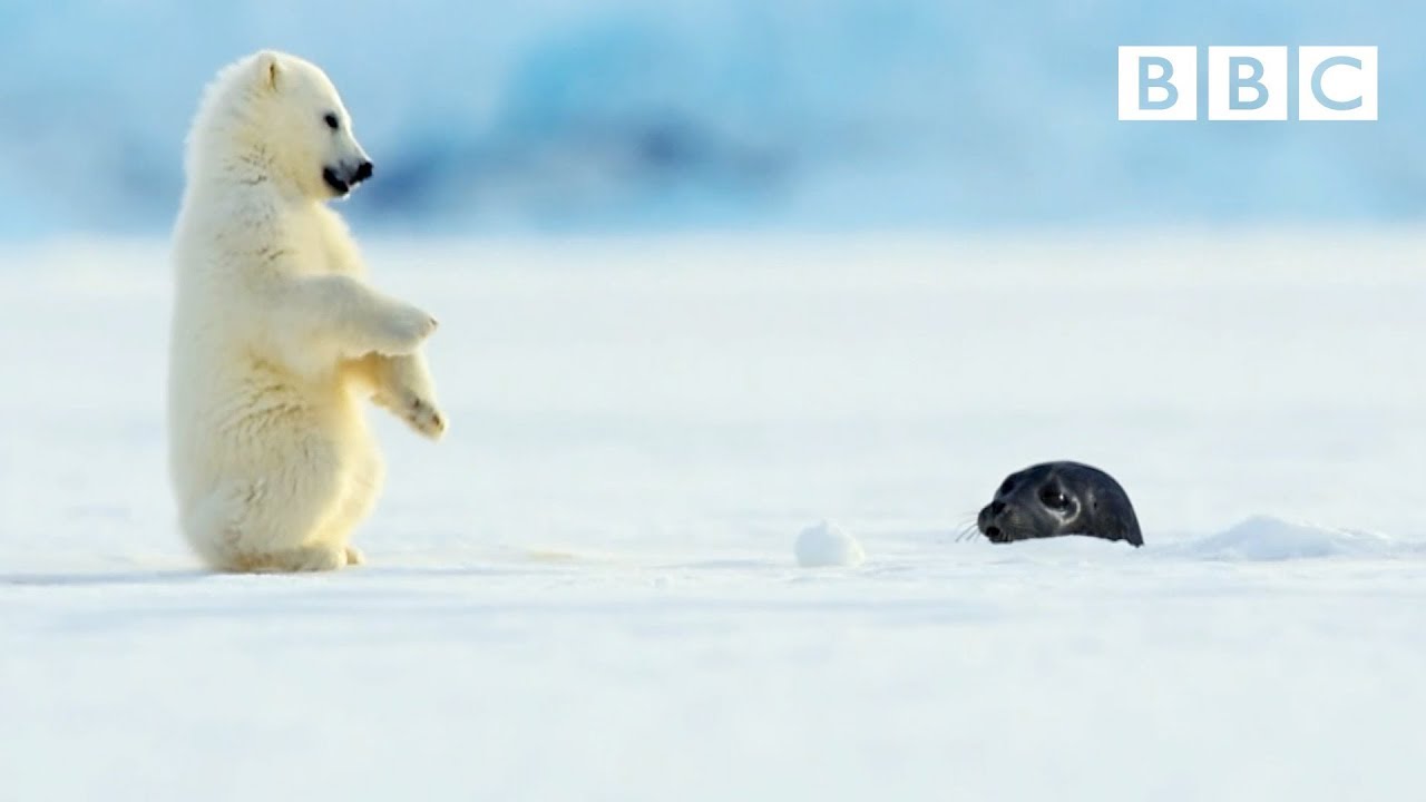 seal play  Update New  Polar bear cub is surprised by a seal - Snow Bears: Preview - BBC One