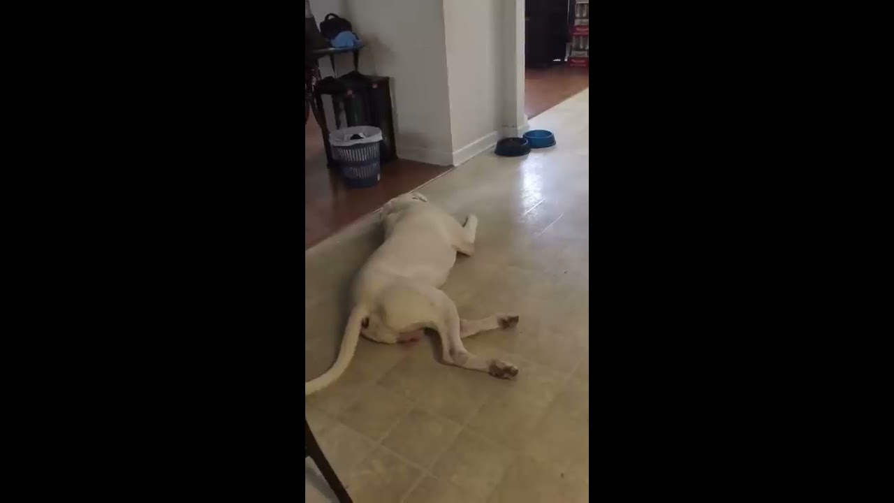 Dog Throws Tantrum When He Doesn T Get His Gravy