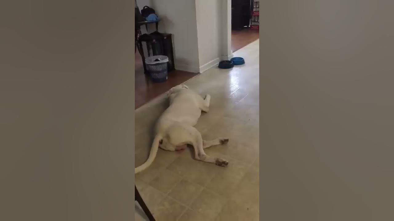 Dog Throws Tantrum When he Doesn't Get His Gravy YouTube