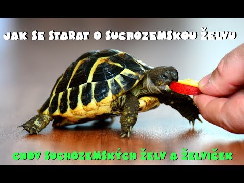 Video: Kousou želvy chňapací?