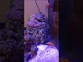 Морской аквариум. Рыбы клоуны и кораллы.