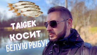 видео: 🌊МОРМЫШИНГ выручает🎣Рыбалка на краснопёрку с бюджетным китайским спиннингом: результат впечатляет!🐟💰 картинка: 🌊МОРМЫШИНГ выручает🎣Рыбалка на краснопёрку с бюджетным китайским спиннингом: результат впечатляет!🐟💰