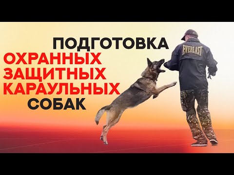 Основы подготовки охранных, защитных и караульных собак. The basics of service dog training.