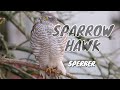 Eurasian sparrowhawk accipiter nisus   sperber