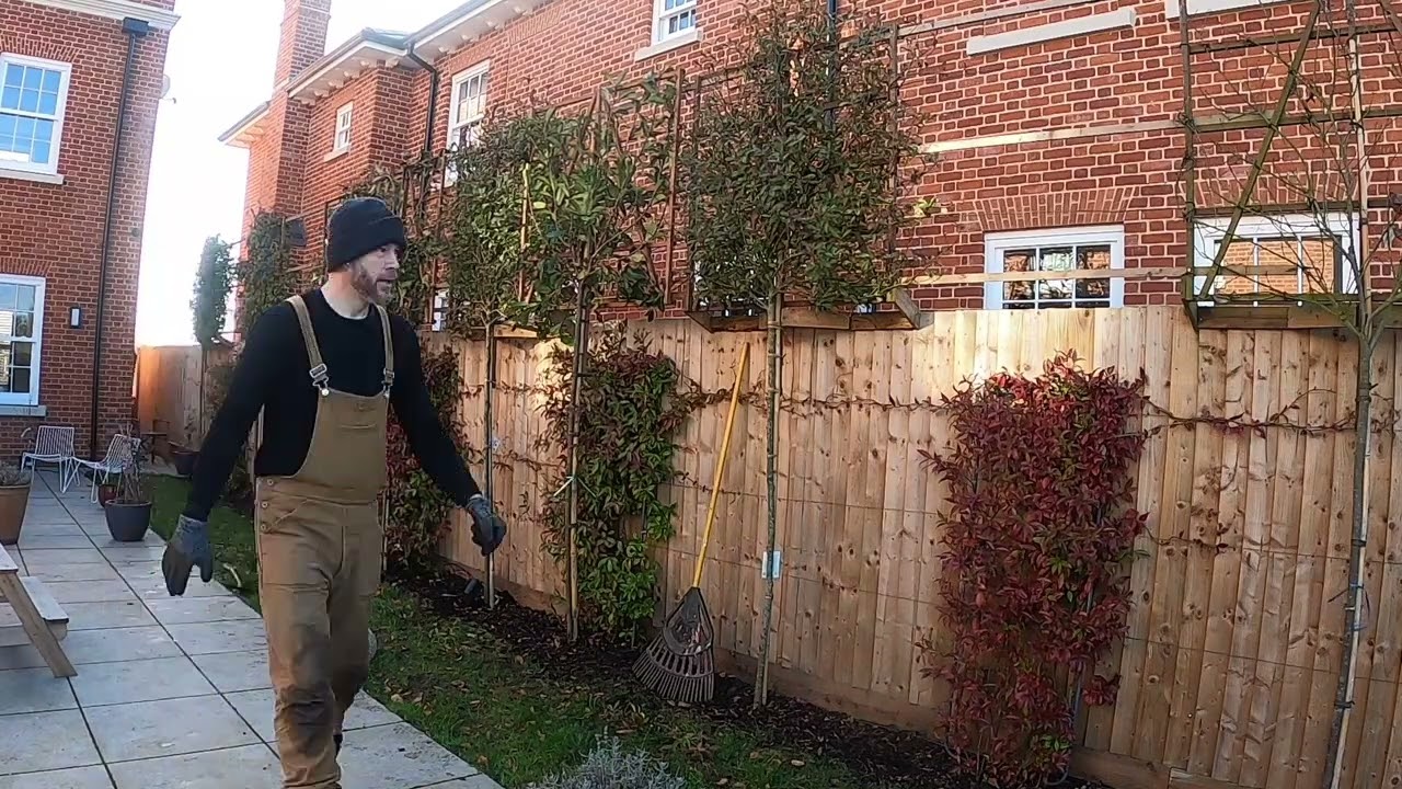 Sky Hedge - Large Pleached Trees For Instant Privacy