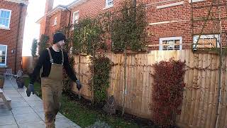 Sky Hedge - Large Pleached Trees For Instant Privacy