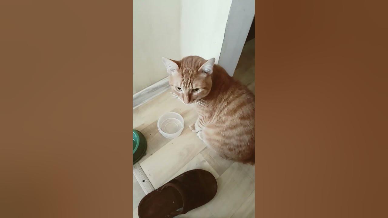 Симба кот. ️ - YouTube