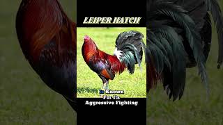 GAMEFOWL BREEDS WITH POWERFUL STRIKES#roosterfarm#gamefowlbreeds