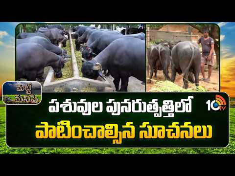 Cattle Breeding |పశువుల పునరుత్పత్తిలో పాటించాల్సిన సూచనలు|Tips for Successful Livestock Management - 10TVNEWSTELUGU