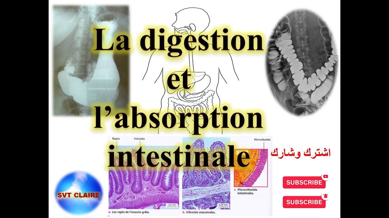chapitre de la digestion et absorption intestinale /درس الهضم والامتصاص