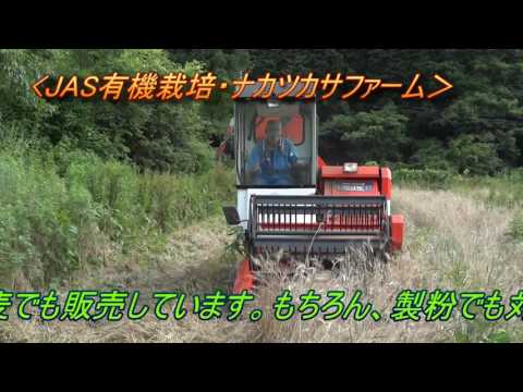 ガンピー20160623出石オーガニック小麦