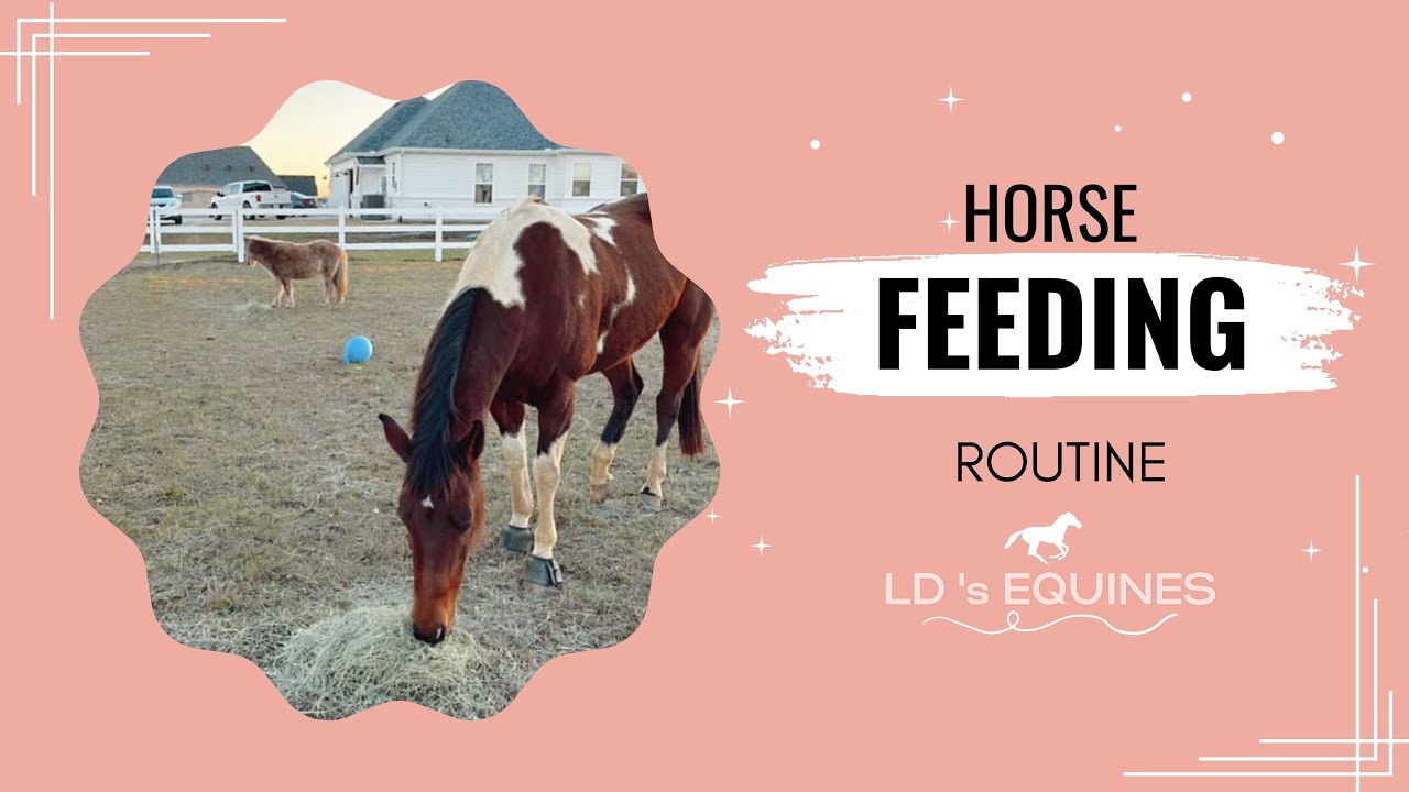 My Horse Feeding Routine! LD's Equines YouTube