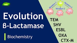 Evolution and types of Beta-lactamases | ESBL | Antibiotic Resistance | Basic Science Series