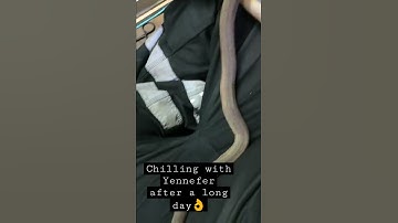 Yennefer the Macklots Python chilling on my lap 🙂