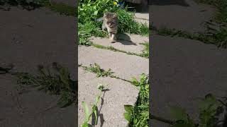 Baby kittenshortsvideocatshorts