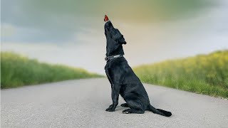 Labrador Dog (Labrador Retriever) Temperament, Characteristics, Health an Lifespan by Delvix Pet 526 views 2 years ago 14 minutes, 48 seconds